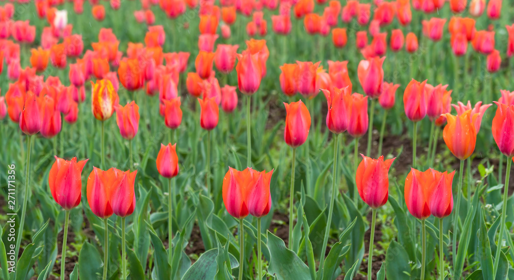 Beautiful tulip flowers is a veritable Eden in Indira Gandhi Memorial Tulip Garden Srinagar is Asia’s largest such garden at Srinagar, Jammu and Kashmir, India Beautiful tulip flowers is a veritable Eden in Indira Gandhi Memorial Tulip Garden Srinagar is Asia’s largest such garden at Srinagar, Jammu and Kashmir, India