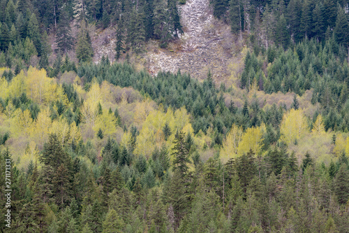 Dense forest in early spring in the Fraser River Valley, British Columbia, Canada