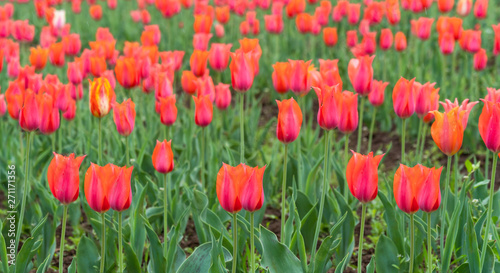 Beautiful tulip flowers is a veritable Eden in Indira Gandhi Memorial Tulip Garden Srinagar is Asia’s largest such garden at Srinagar, Jammu and Kashmir, India