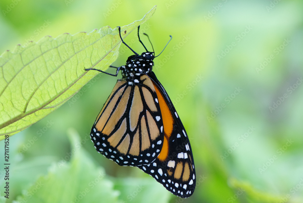Naklejka premium Butterfly 2019-28 / Monarch butterfly (Danaus plexippus)