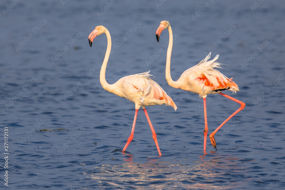 Two Flamingos walking