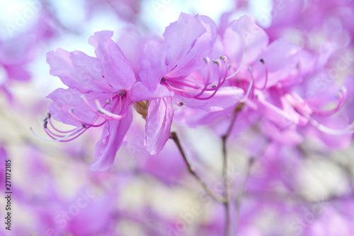 Fototapeta Naklejka Na Ścianę i Meble -  ミツバツツジの花が咲く