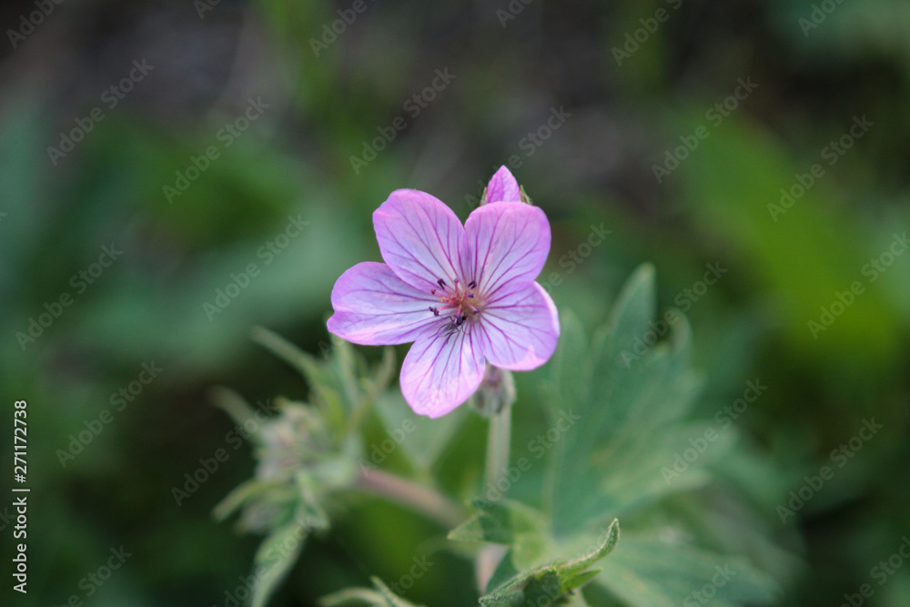 Pink Flower Pink Flower