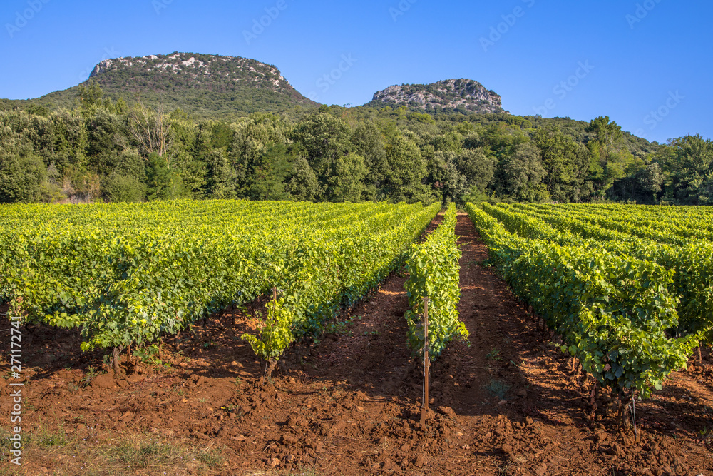 Vineyard in Languedoc France