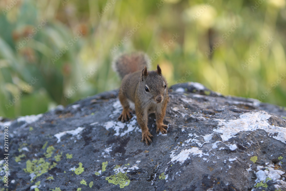 Fototapeta premium Squirrel