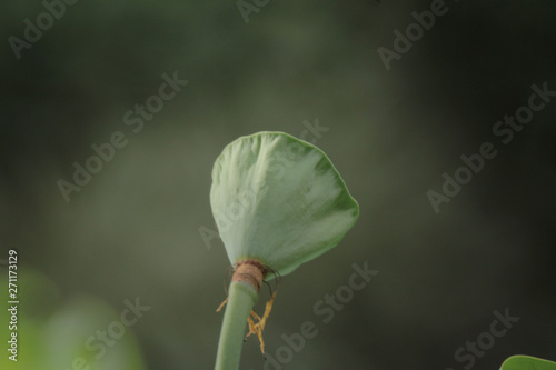 texture of lotus leaves under sun shine photo