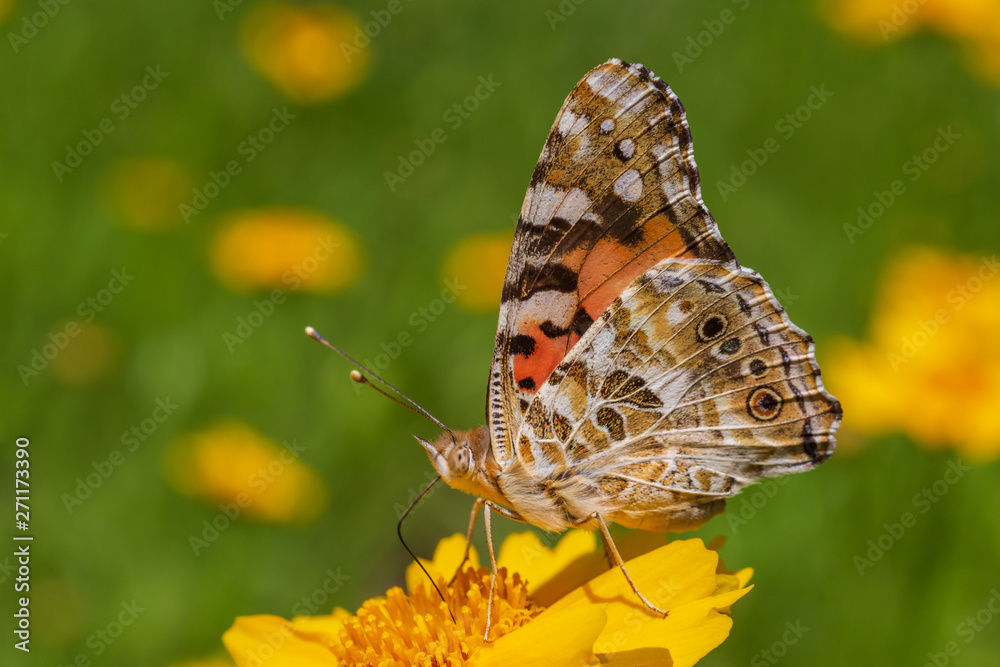 Fototapeta premium close up of Painted Lady butterfly sitting on yellow flower