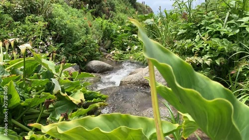 Green lush landscape and nature scenery at Garrapata State Park located in Monterey County, California. Video was taken on May 27, 2019 after a week of heavy rainfall throughout Northern California. photo