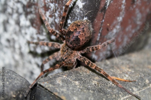 Closeup of Wolf Spider Lycosidae