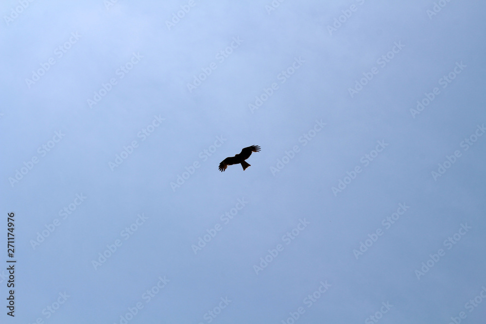 A bird, probably Japanese eagle, roaming freely in a hill of Oita Japan A bird, probably Japanese eagle, roaming freely in a hill of Oita Japan