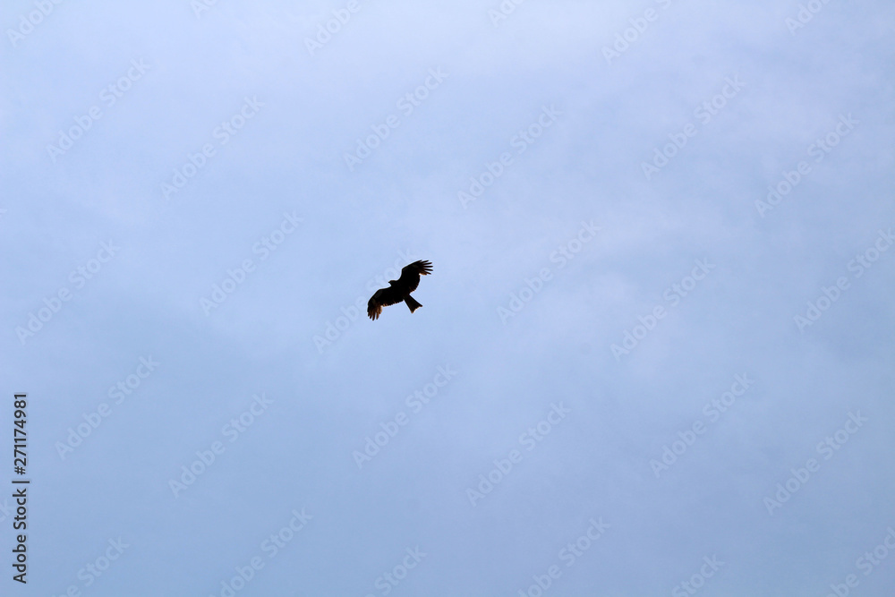 A bird, probably Japanese eagle, roaming freely in a hill of Oita Japan A bird, probably Japanese eagle, roaming freely in a hill of Oita Japan