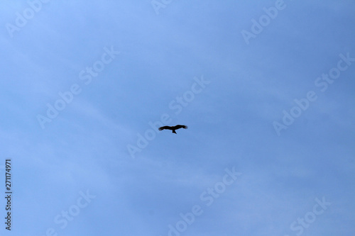 A bird, probably Japanese eagle, roaming freely in a hill of Oita Japan