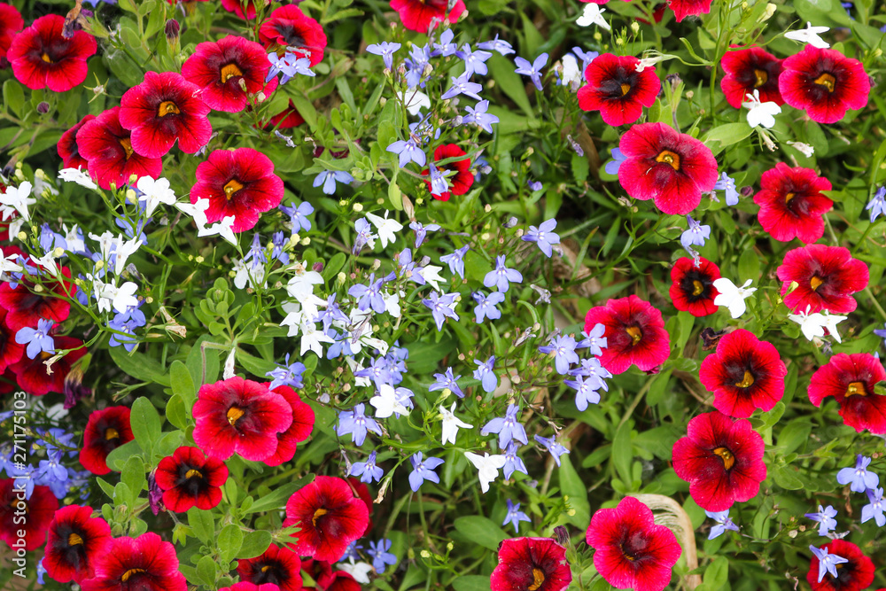 Red White and Blue Spring Flowers