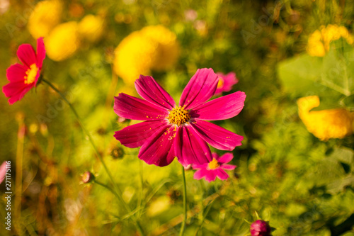 Cosmos sulphureus © THikari