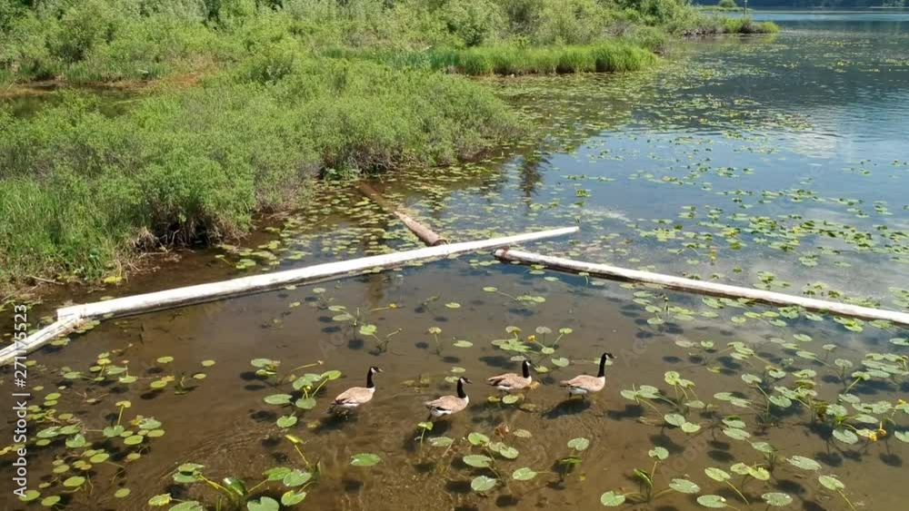 Canadian Geese swing in pond with lilies Canadian Geese swing in pond with lilies