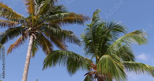 Wallpaper Mural Palm Trees Blowing in the Wind in Cuba in 4K Torontodigital.ca