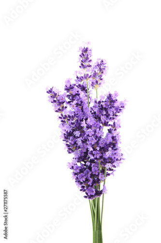 flowers of lavender on a white background