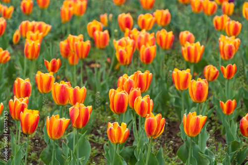 Beautiful tulip flowers is a veritable Eden in Indira Gandhi Memorial Tulip Garden Srinagar is Asia   s largest such garden at Srinagar  Jammu and Kashmir  India