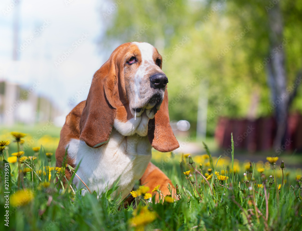 Basset hound, dog on the background of summer flowers and green grass for a walk Basset hound, dog on the background of summer flowers and green grass for a walk