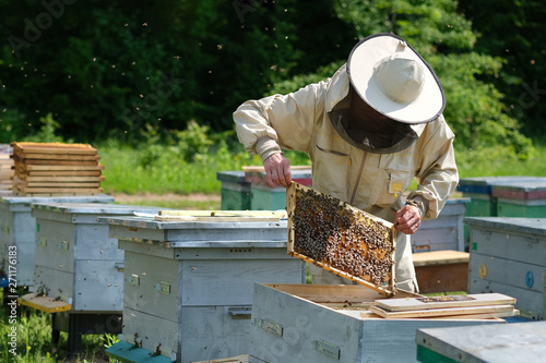Beekeeper inspecting honeycomb frame at apiary at the summer day. Man working in apiary. Apiculture. Beekeeping concept.
