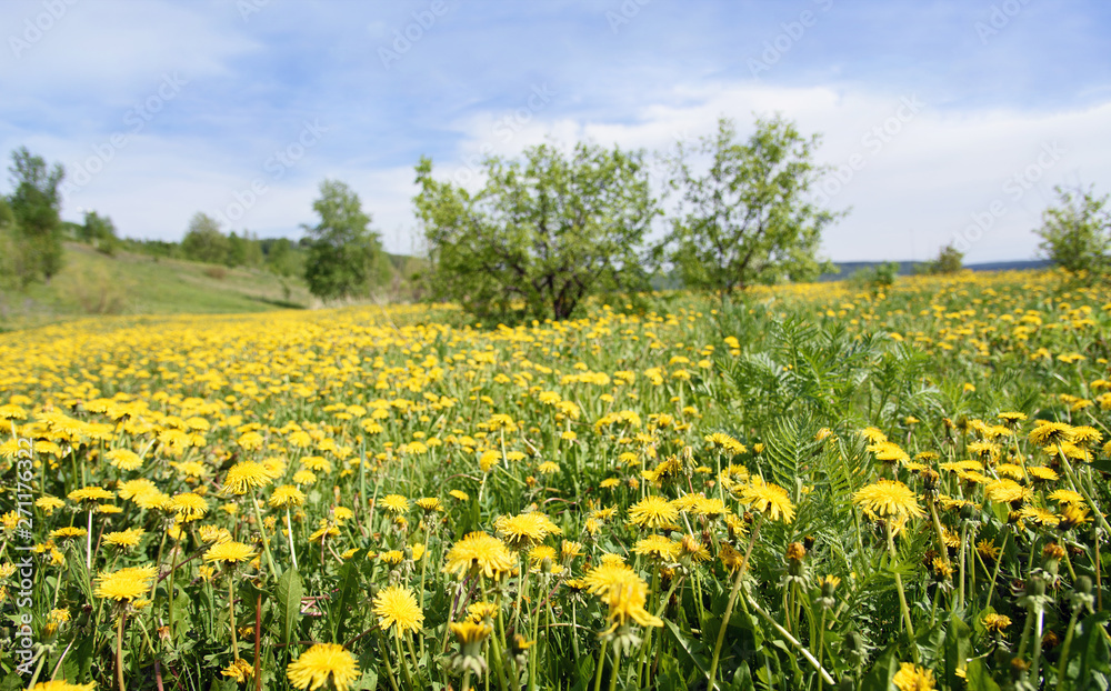 Beautiful Landscape with Green Grass and Yellow Dandelion Flowers on Meadow at Sunny Day Beautiful Landscape with Green Grass and Yellow Dandelion Flowers on Meadow at Sunny Day
