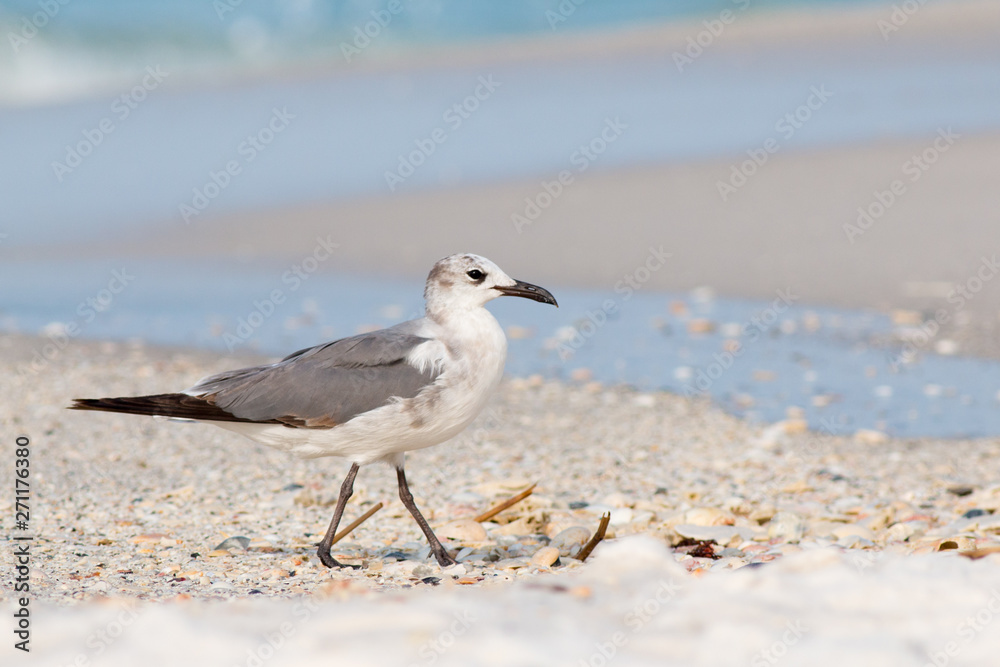 Seagull, Laughing gull walking on a white sandy beach. Seagull, Laughing gull walking on a white sandy beach.
