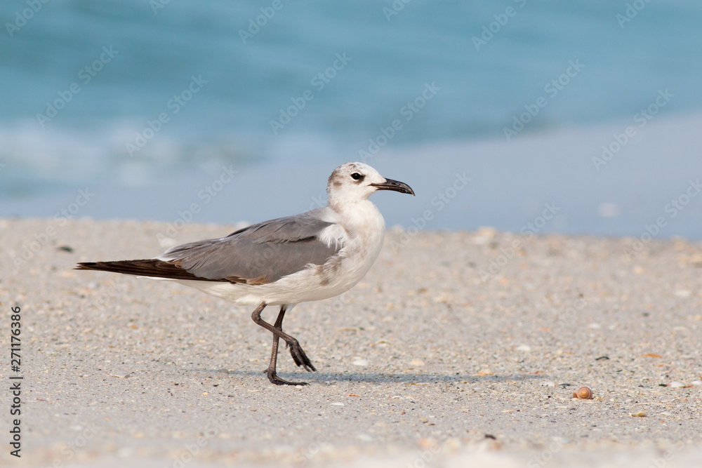 Seagull, Laughing gull walking on the beach. Seagull, Laughing gull walking on the beach.