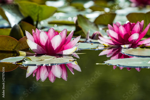 beautiful pink water lily flowers blooming in the pond back lit by the sun with reflection on the water