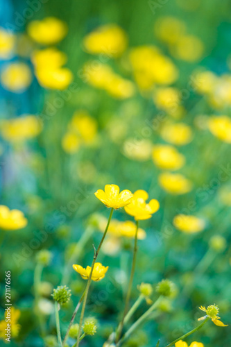 green grassy ground filled with yellow Meadow buttercup flowers in the park © Yi