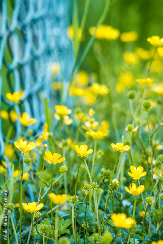 green grassy ground filled with yellow Meadow buttercup flowers near the blue wire fence