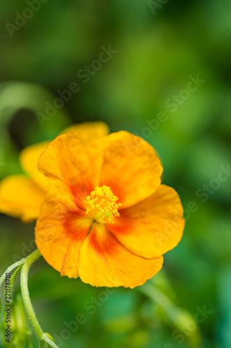 beautiful orange flower blooming in the park with blurry green background