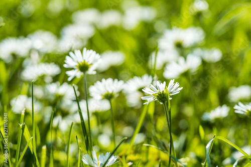 open green grass field under the sun filled with blooming white Oxeye daisy flowers