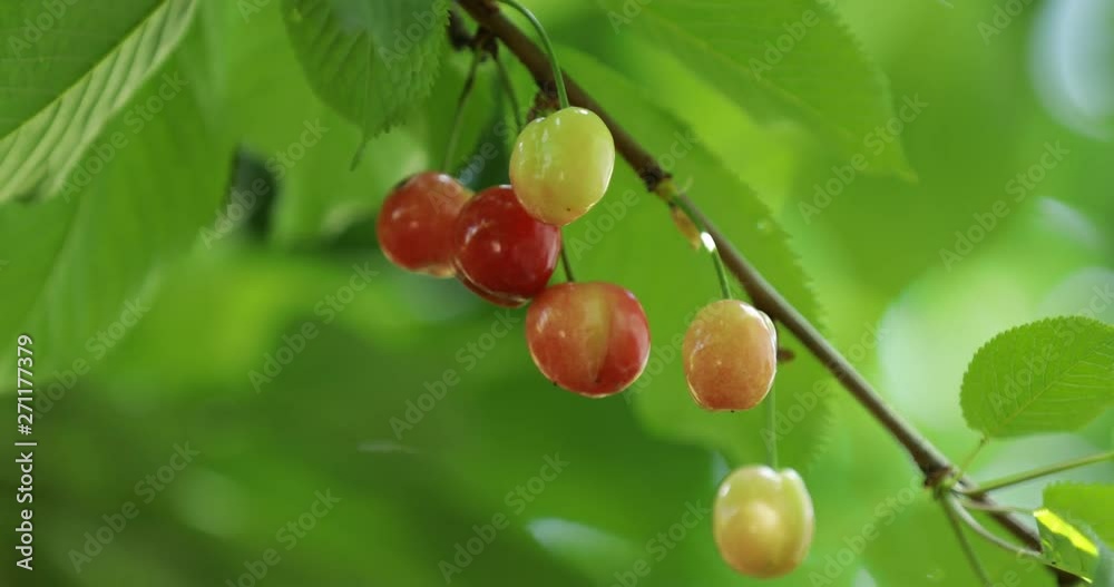 Delicious shiny cherries hanging from the tree moving with the worm breeze green background leaves close up 4K Delicious shiny cherries hanging from the tree moving with the worm breeze green background leaves close up 4K