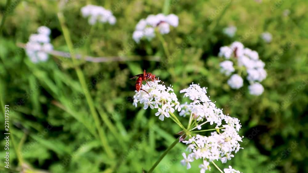 Red insect pollinating wild chervil flowers in meadow, in Surrey BC Canada on a sunny spring day. Red insect pollinating wild chervil flowers in meadow, in Surrey BC Canada on a sunny spring day.