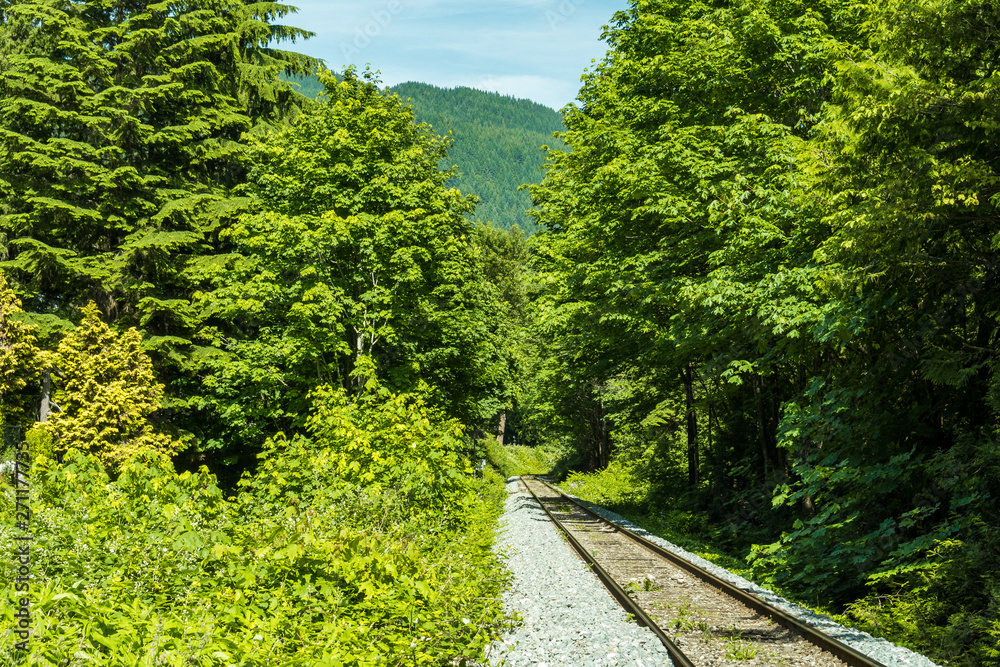 Fototapeta premium single railway track run through the forest with green trees on both sides on a sunny day