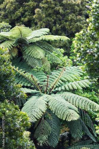 New Zealand Tree Fern in a lush green forest. photo