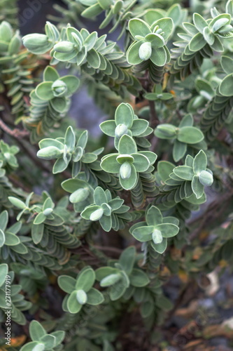 Close up image of Veronica Topiaria Leaves  a native New Zealand Hebe.