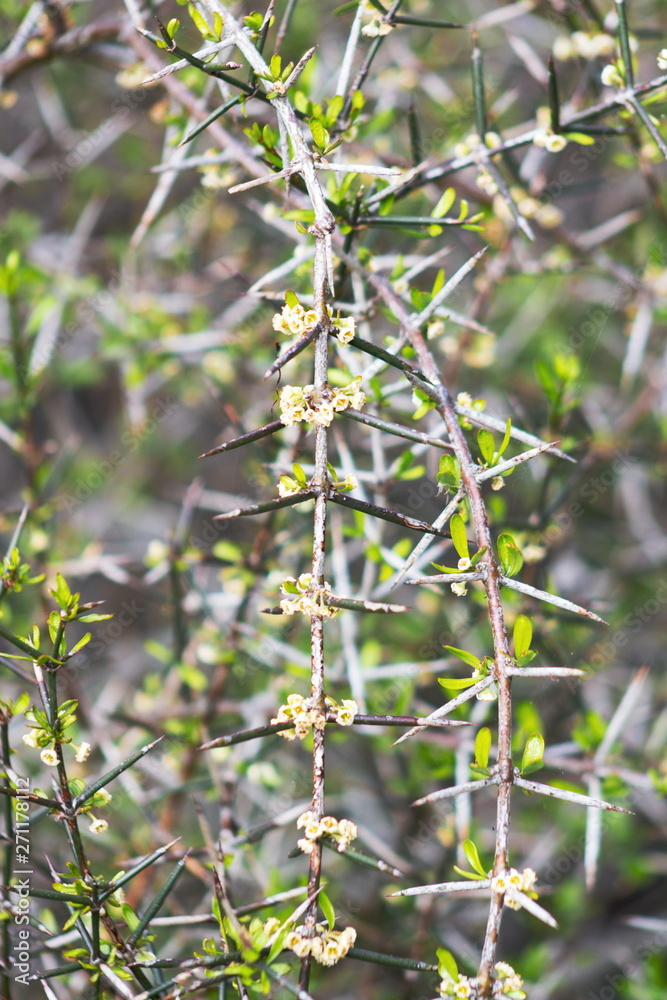 Discaria toumatou, commonly called matagouri or Wild Irishman, is a tangle-branched thorny plant endemic to New Zealand.