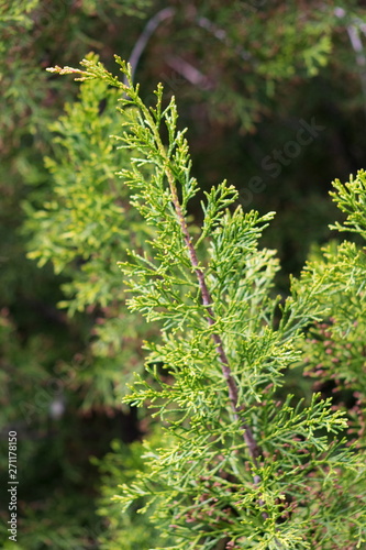 Halocarpus bidwillii, the bog pine or mountain pine, is a species of conifer in the family Podocarpaceae. It is native and endemic to New Zealand.