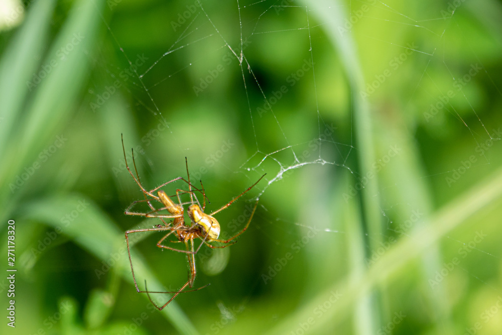 two spiders copulate in their spider's web out in the green two spiders copulate in their spider's web out in the green