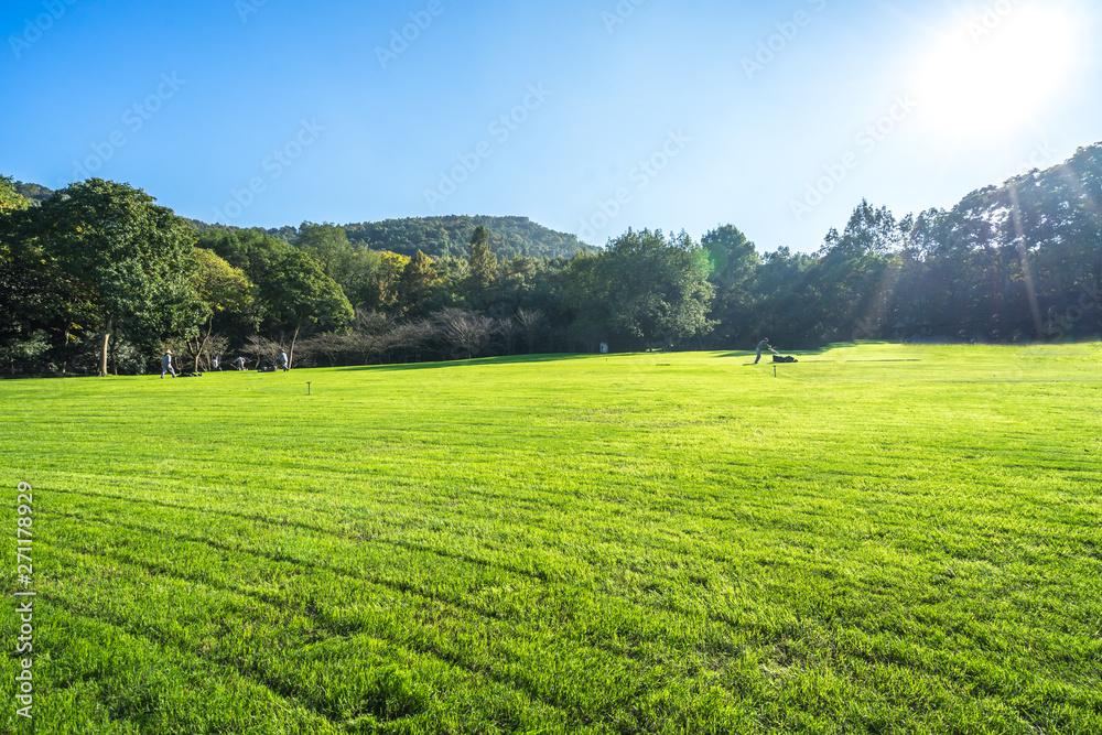 Fototapeta premium green lawn