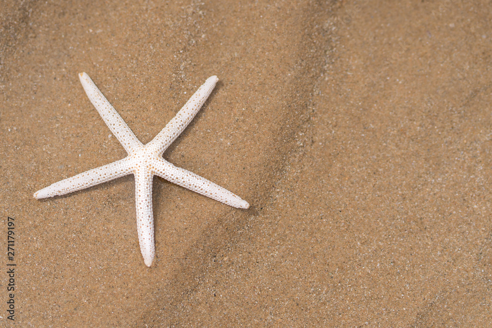Starfish on sandy beach in summer with sea background Starfish on sandy beach in summer with sea background