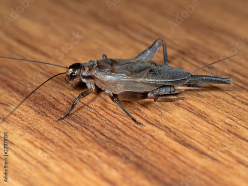 Macro Photo of Cricket on Wooden Floor