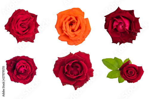 Set of roses on a white background. 