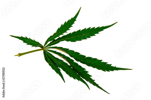 Cannabis leaf  marijuana isolated