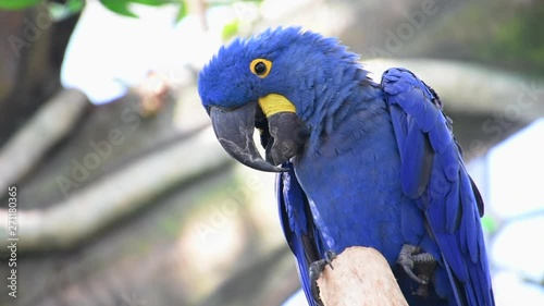 The hyacinth macaw (Anodorhynchus hyacinthinus), or hyacinthine macaw or blue macaw perched on a branch in South America. photo