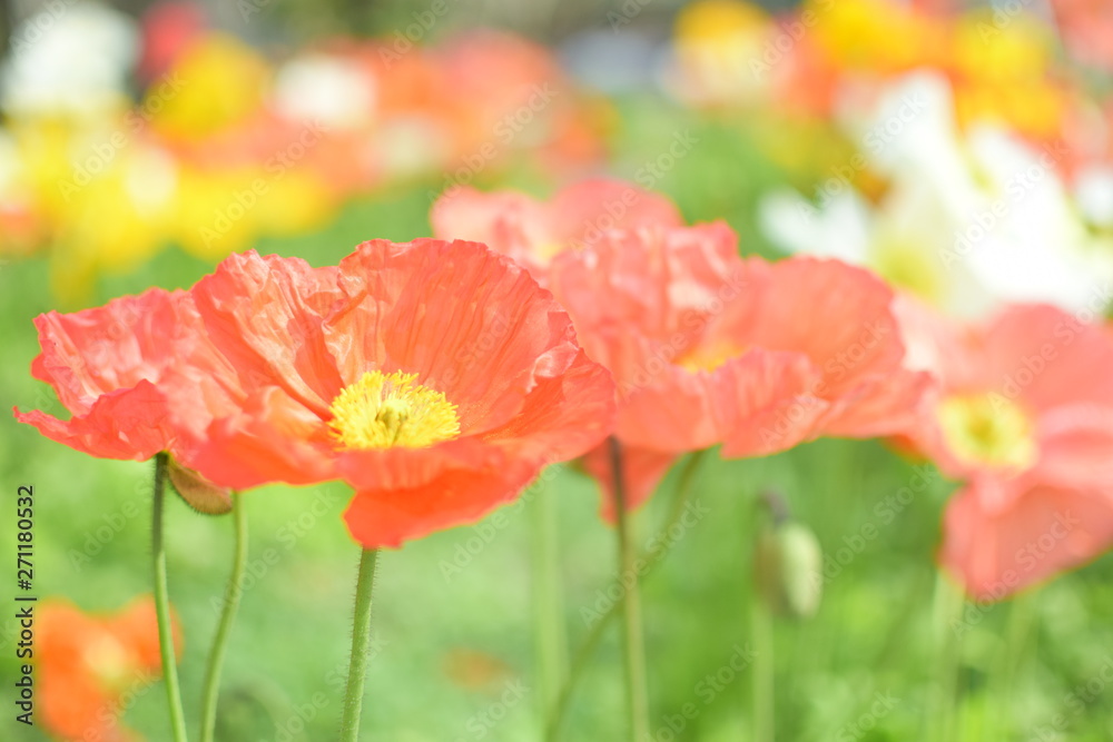 Obraz premium ポピー