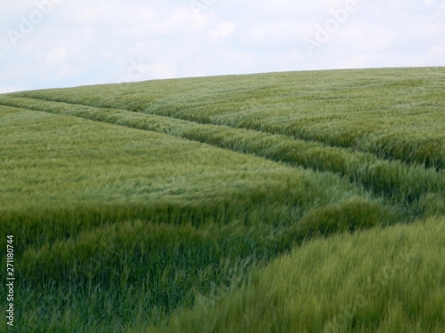 Green cornfield in Southern Denmark