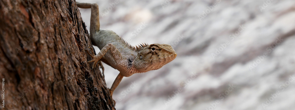 Close up Chameleon on the tree, animals wildlife Close up Chameleon on the tree, animals wildlife