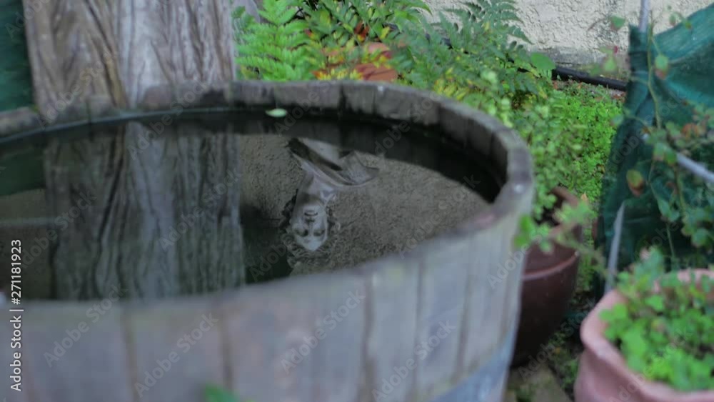Half wooden wine barrel with water reflecting face of Roman era type statue Half wooden wine barrel with water reflecting face of Roman era type statue